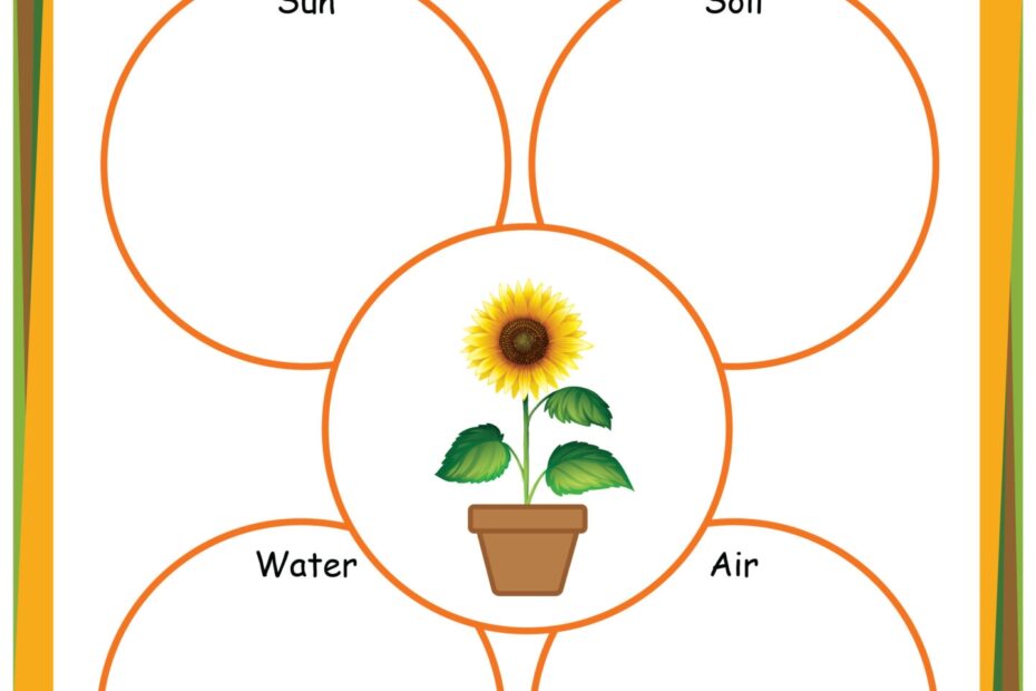 Plant Life Cycle Worksheet Preschool