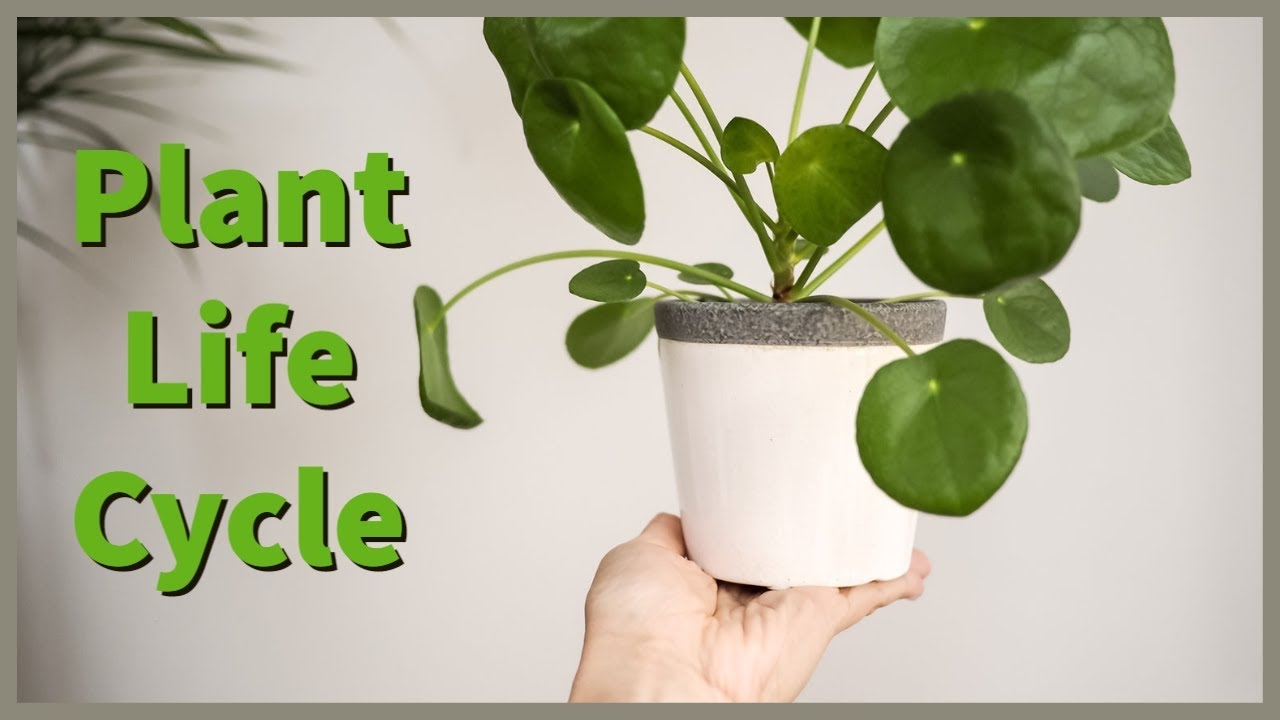 Plant Life Cycle YouTube Plant Life Cycle YouTube