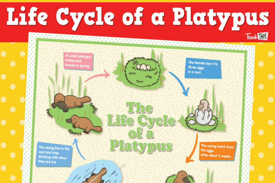 Platypus Life Cycle Poster