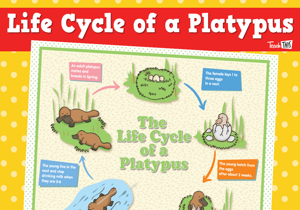 Platypus Life Cycle Poster Platypus Life Cycle Poster