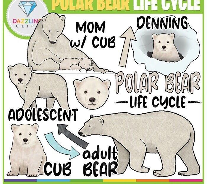 Polar Bear Life Cycle Clip Art Instant Download Educational Clipart