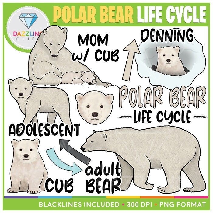 Polar Bear Life Cycle Clip Art Instant Download Educational Clipart Polar Bear Life Cycle Clip Art Instant Download Educational Clipart