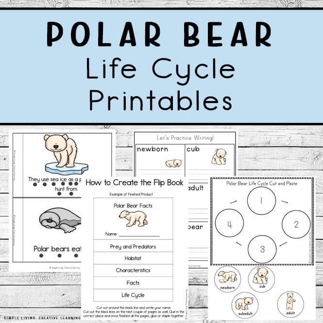 Polar Bear Life Cycle Polar Bear Life Cycle