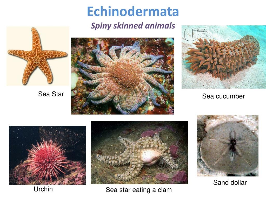 PPT Animals PowerPoint Presentation Free Download ID 2015076 PPT Animals PowerPoint Presentation Free Download ID 2015076