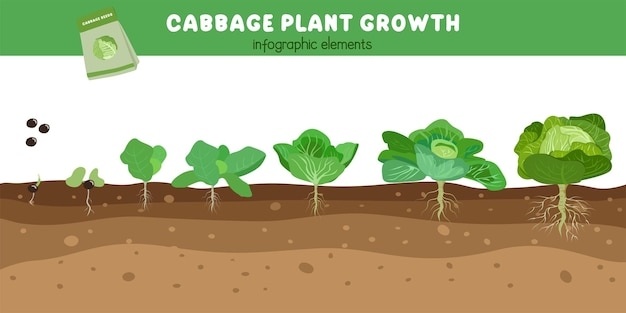 Premium Vector Cabbage Plant Growth Stages Green Leaves Plant Cabbage Premium Vector Cabbage Plant Growth Stages Green Leaves Plant Cabbage