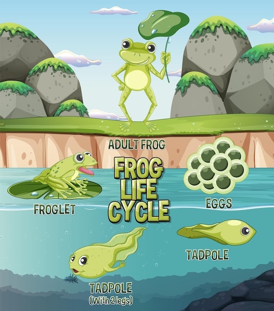 Premium Vector Frog Life Cycle Diagram Premium Vector Frog Life Cycle Diagram
