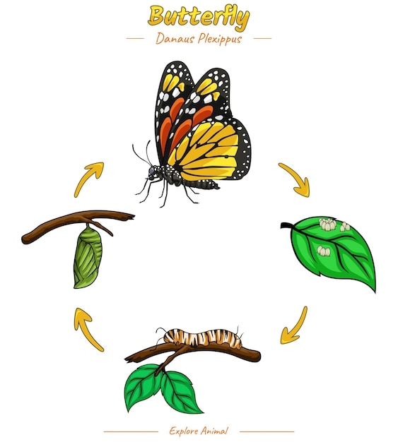 Premium Vector Life Cycle Of Butterfly Template Premium Vector Life Cycle Of Butterfly Template