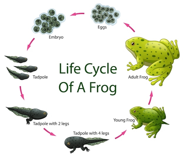 Premium Vector Life Cycle Of Frog Premium Vector Life Cycle Of Frog