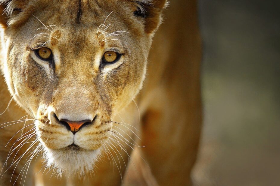 Preview And Download Wallpaper