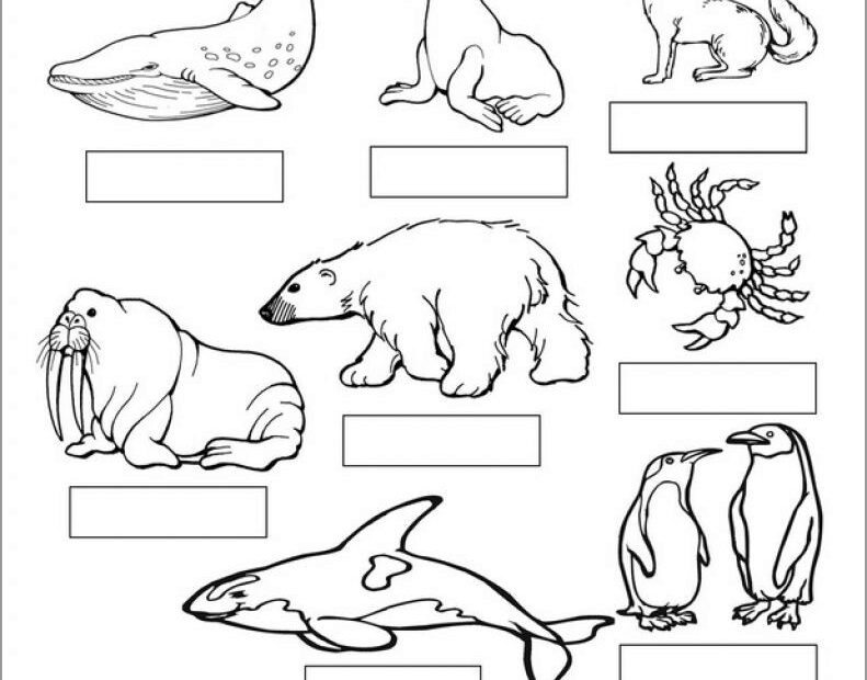 Printable Arctic Animal Coloring Pages ColoringBay