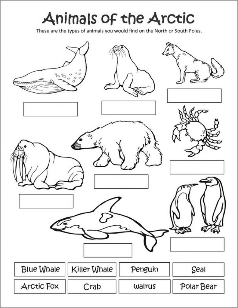 Printable Arctic Animal Coloring Pages ColoringBay Printable Arctic Animal Coloring Pages ColoringBay
