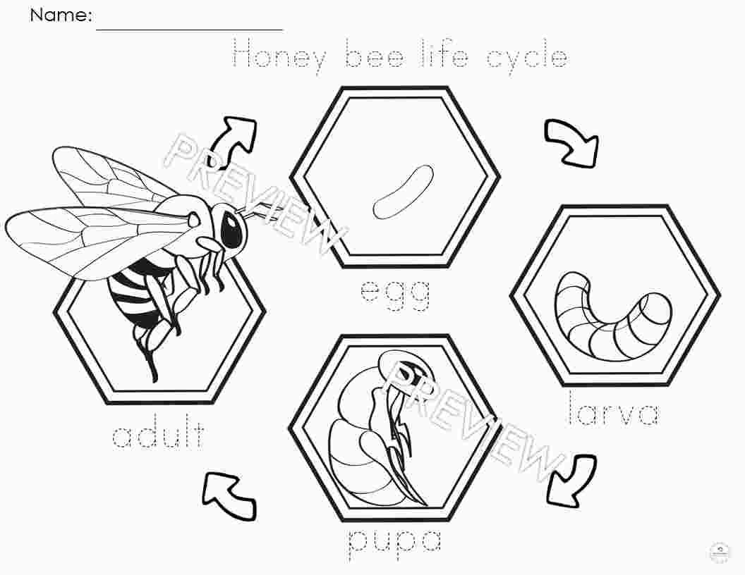 Printable Bee Life Cycle Worksheet Printable Templates Free Printable Bee Life Cycle Worksheet Printable Templates Free