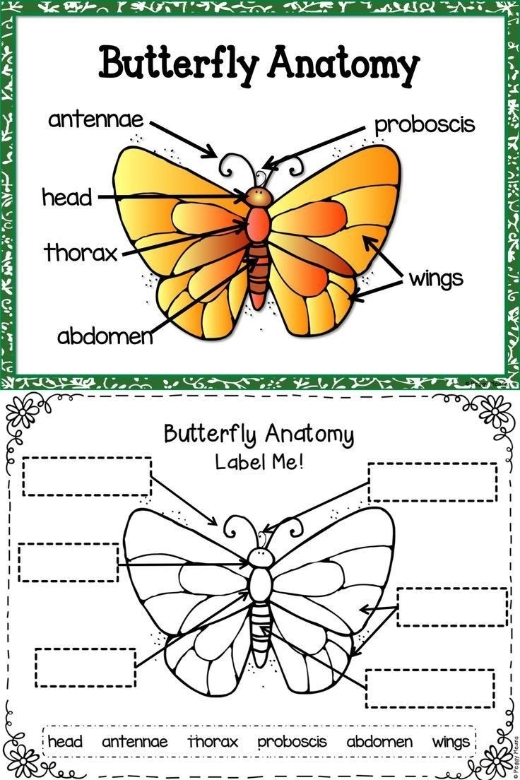 Printable Butterfly Cycle Worksheets Printable Worksheets Printable Butterfly Cycle Worksheets Printable Worksheets
