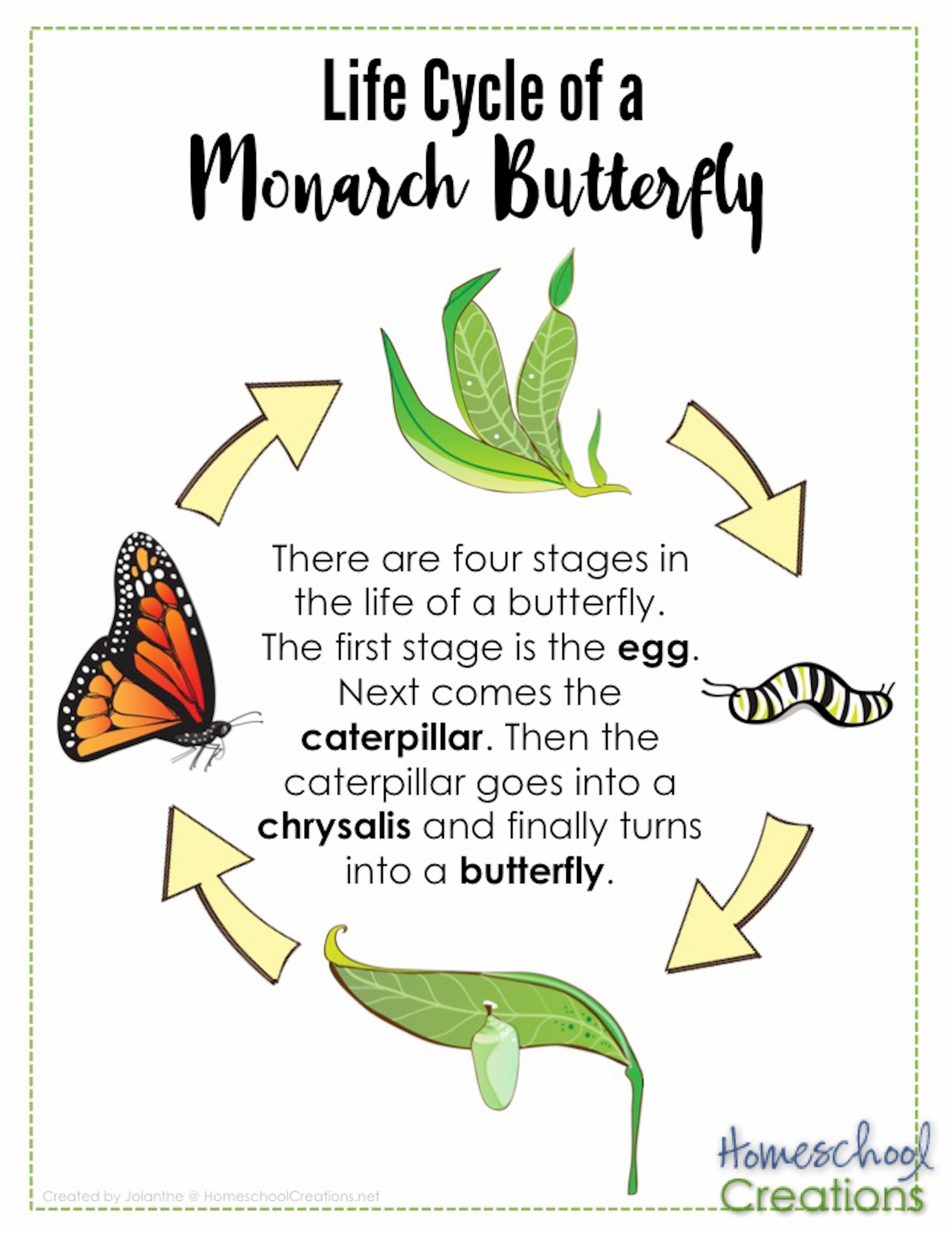 Life Cycle of a Butterfly for Kids to Draw Life Cycle of a Butterfly for Kids to Draw
