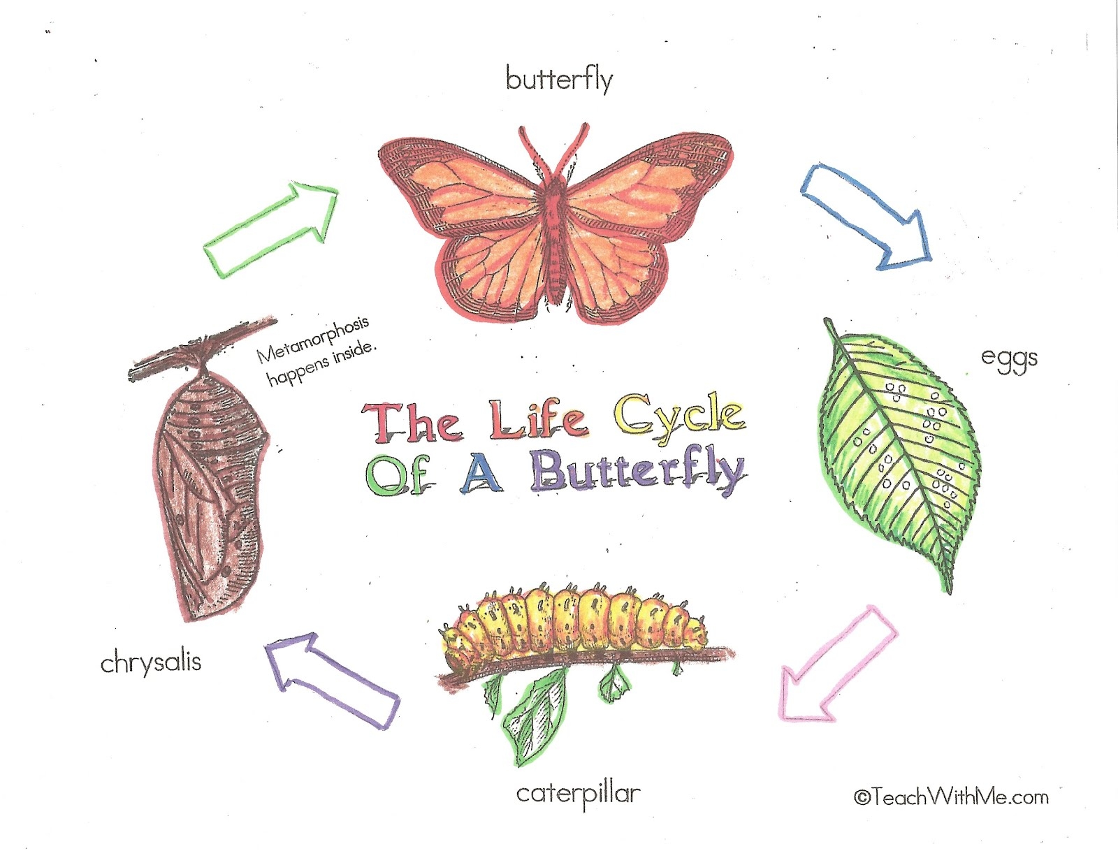 Printable Butterfly Life Cycle Wheel Rolfarchi Printable Butterfly Life Cycle Wheel Rolfarchi