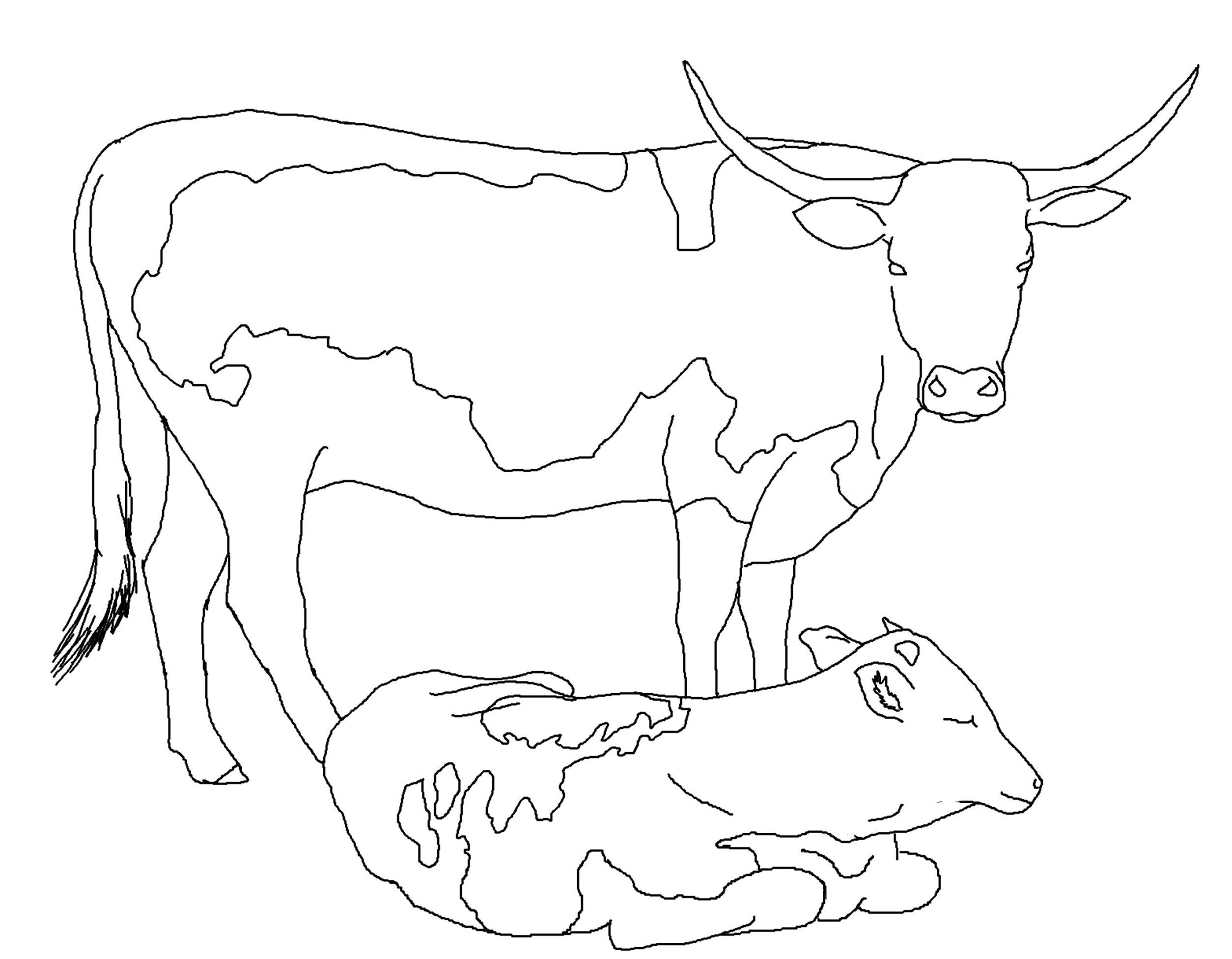free printable coloring pages cows free printable coloring pages cows