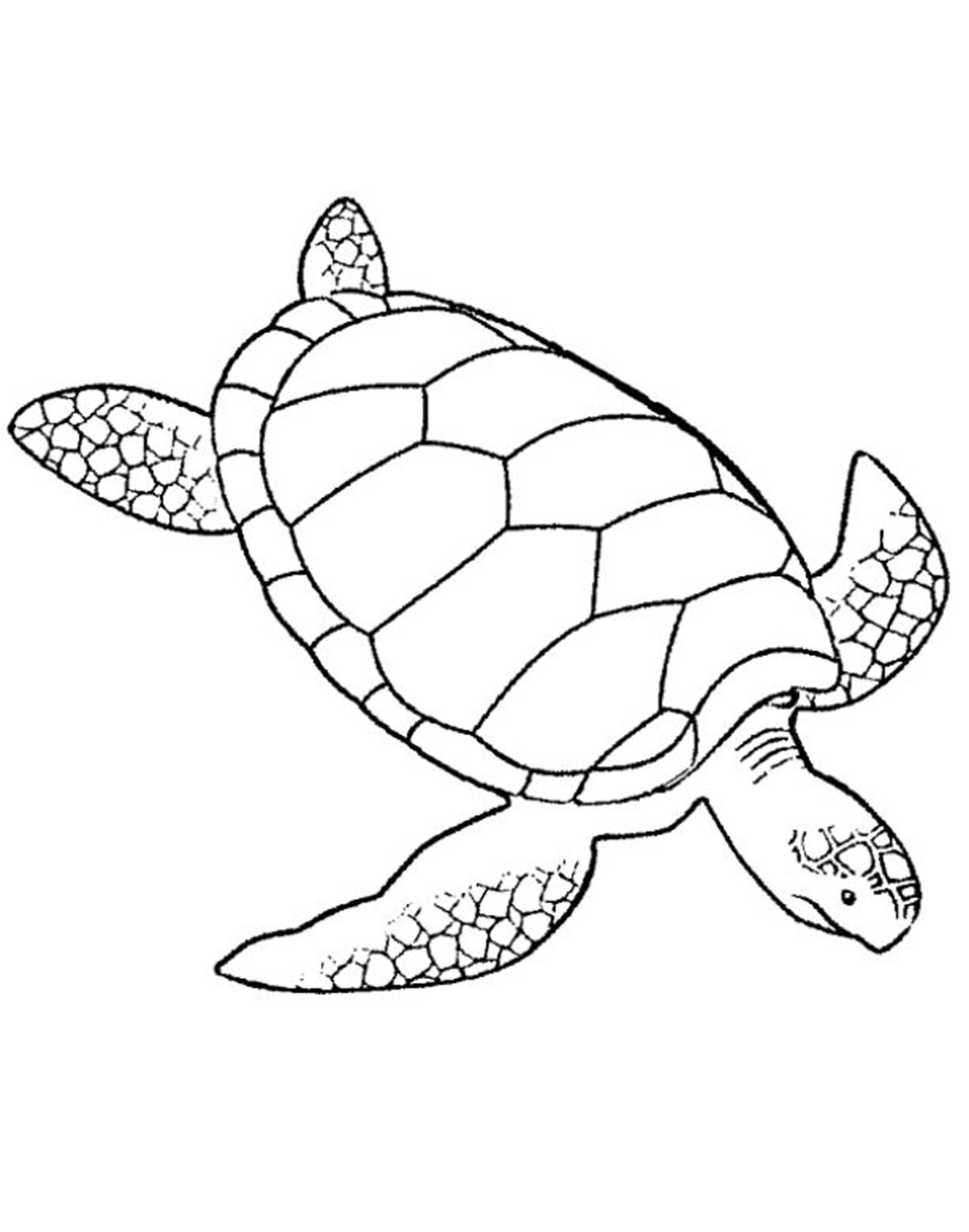 turtle colouring pages printable turtle colouring pages printable