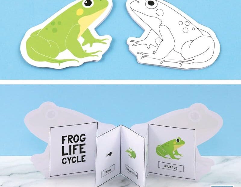 Printable Frog Life Cycle Craft The Craft Train