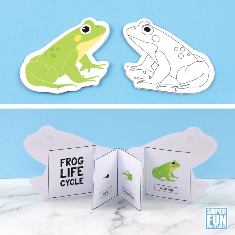 Printable Frog Life Cycle Craft The Craft Train Printable Frog Life Cycle Craft The Craft Train