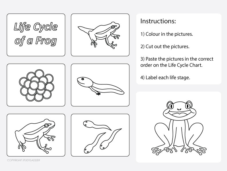 life cycle of a frog printable life cycle of a frog printable