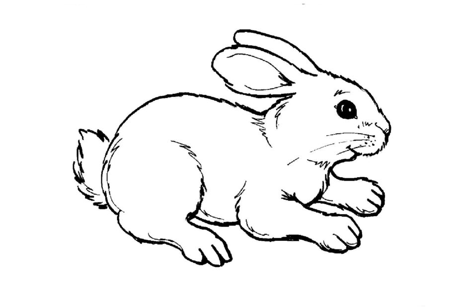 Printable Kids Coloring Pages Animal Rabbit Free Printable Coloring