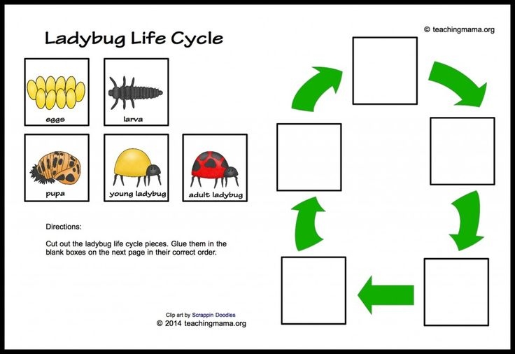 Ladybug Life Cycle Worksheet Ladybug Life Cycle Worksheet