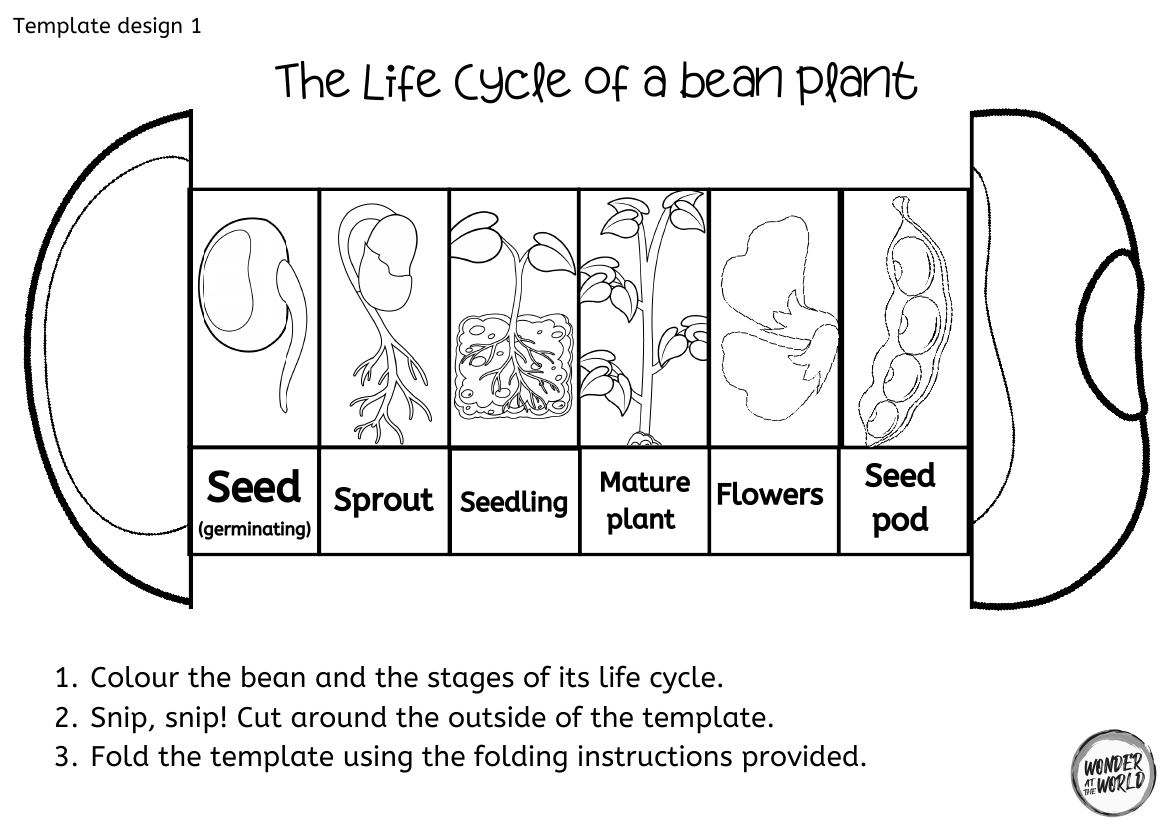 Bean Plant Life Cycle Worksheet Bean Plant Life Cycle Worksheet