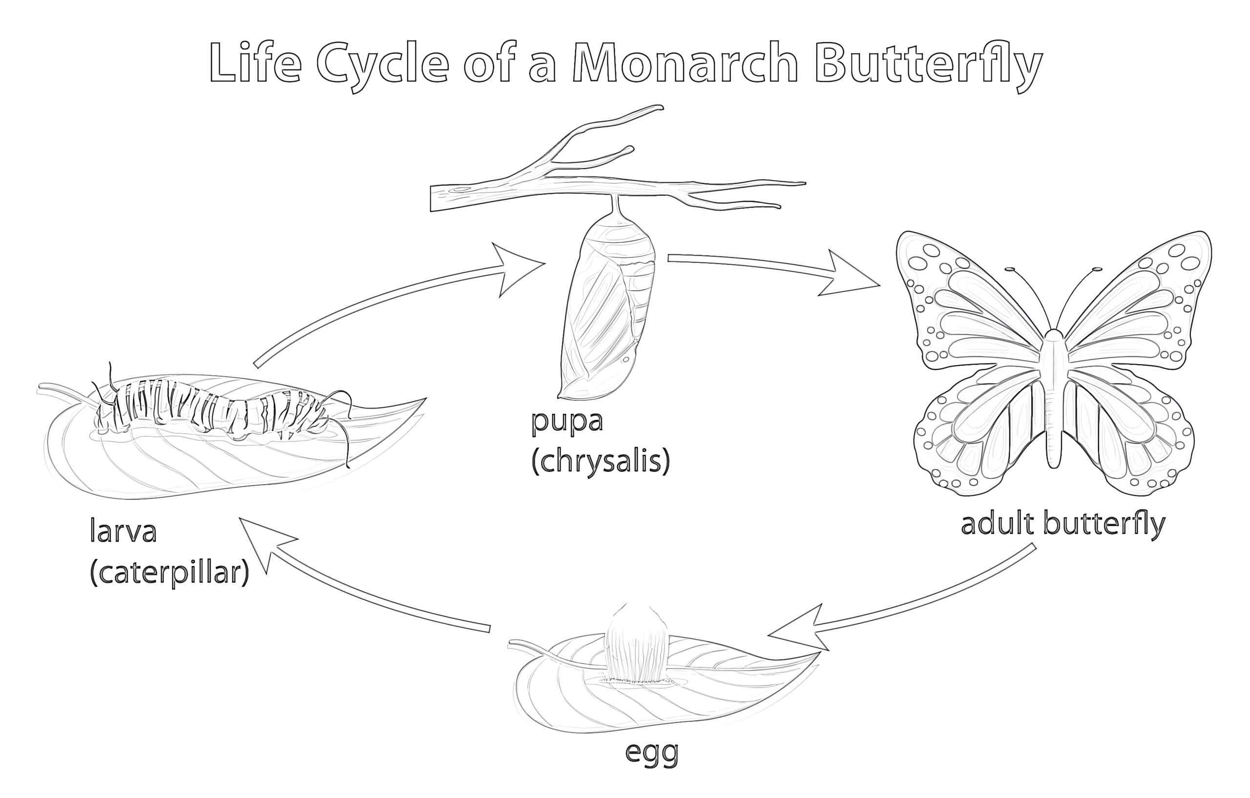 Printable Life Cycle Of Monarch Butterfly Coloring Page Mimi Panda Printable Life Cycle Of Monarch Butterfly Coloring Page Mimi Panda