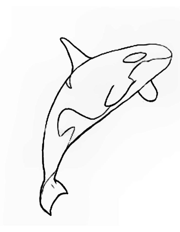 Printable Orca Coloring Page Printable Orca Coloring Page