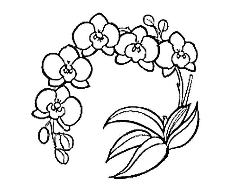 Printable Orchid Coloring Page Download Print Or Color Online For Free