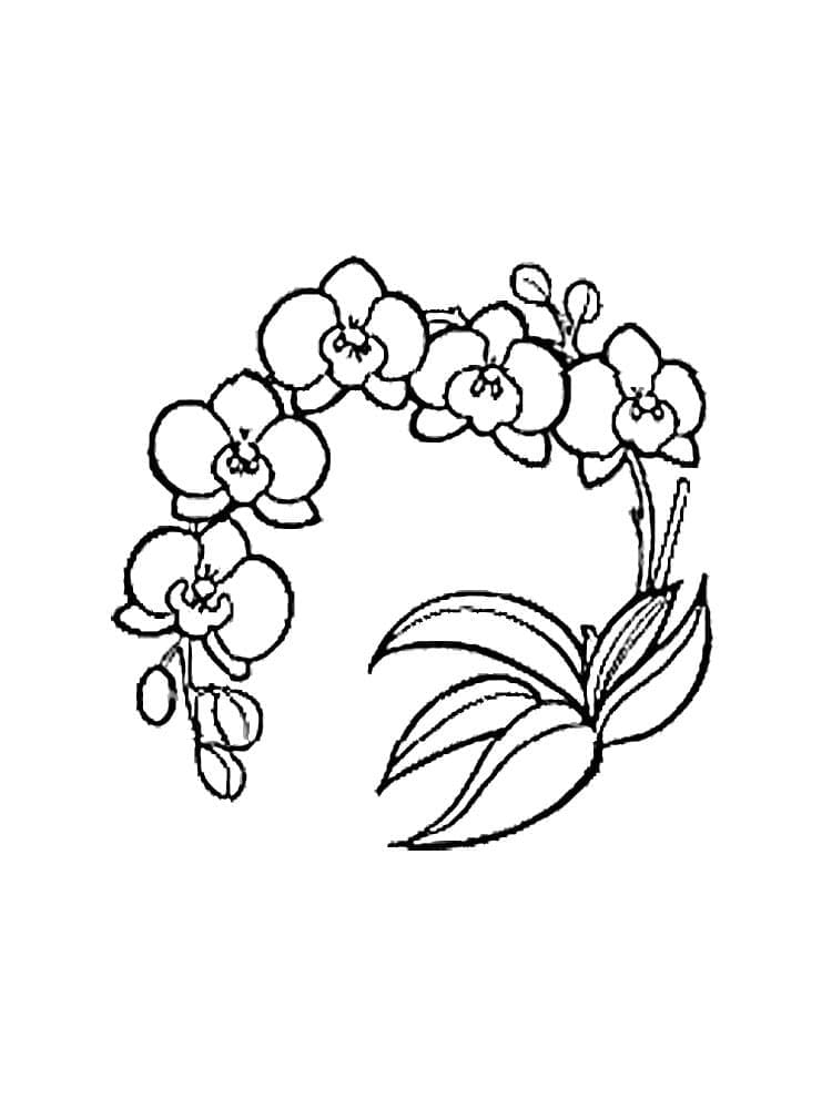 Printable Orchid Coloring Page Download Print Or Color Online For Free Printable Orchid Coloring Page Download Print Or Color Online For Free