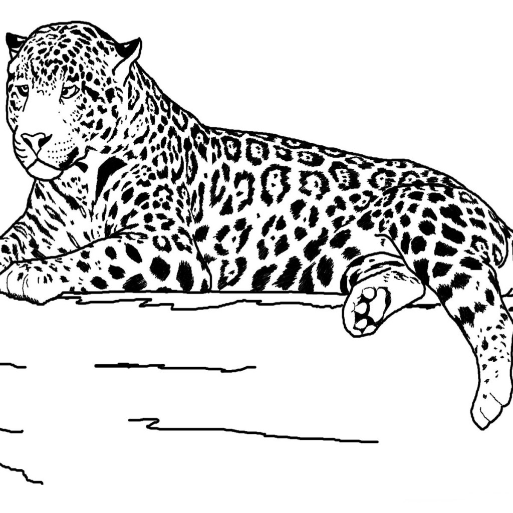 realistic animal coloring sheets realistic animal coloring sheets