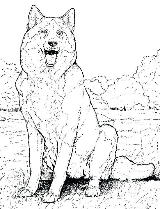 realistic zoo animal coloring pages realistic zoo animal coloring pages