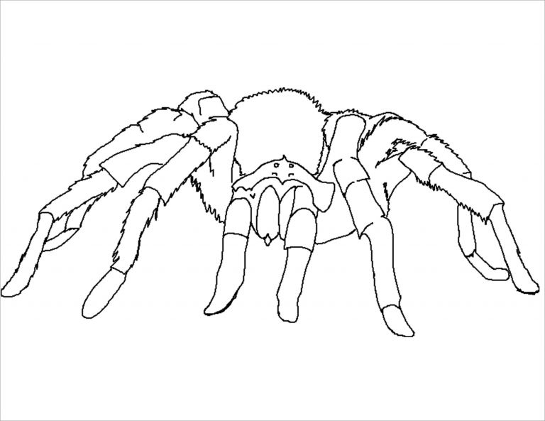 Printable Spider Coloring Page ColoringBay