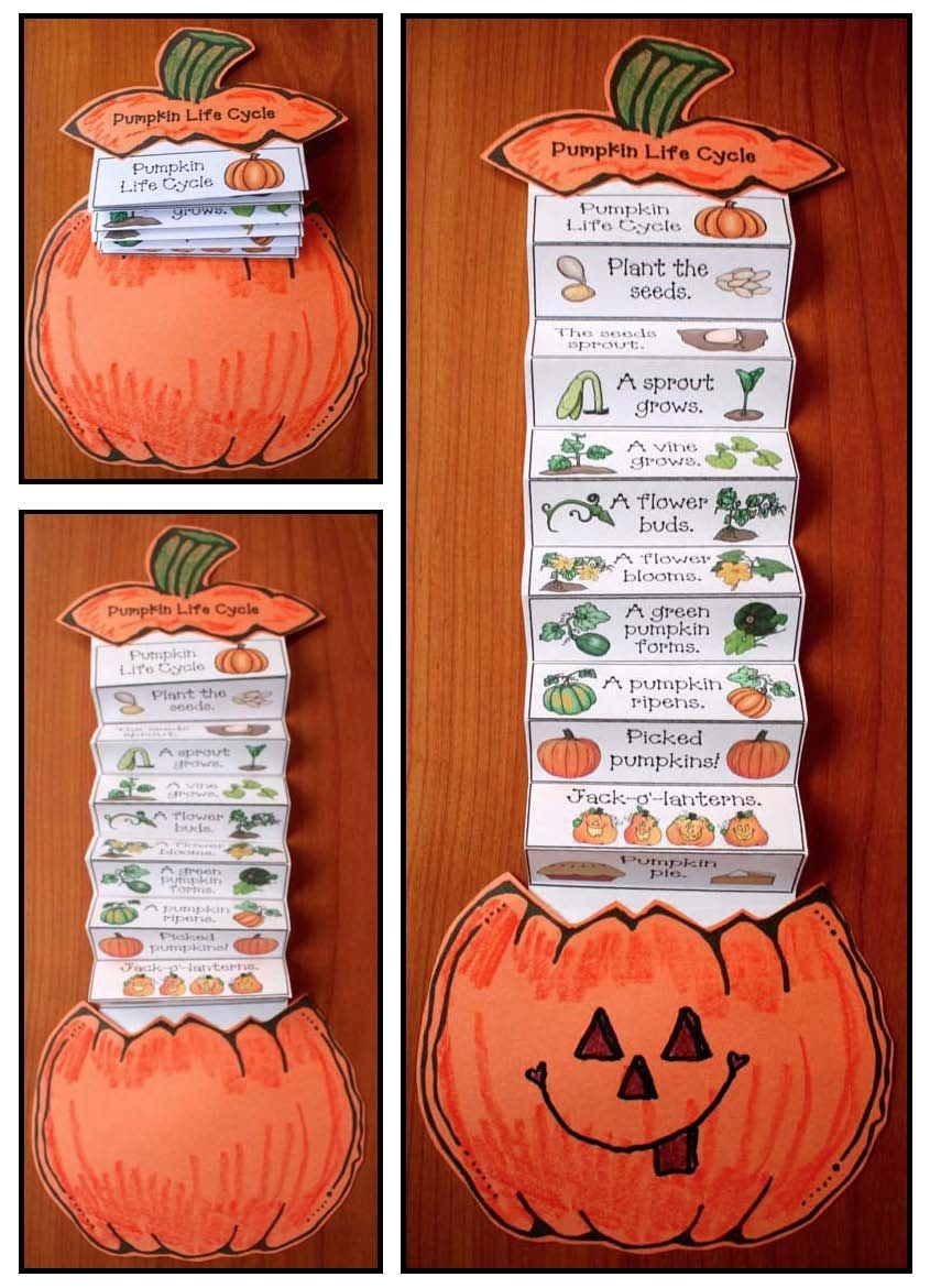 Pumpkin Life Cycle Activity Pumpkin Life Cycle Activity