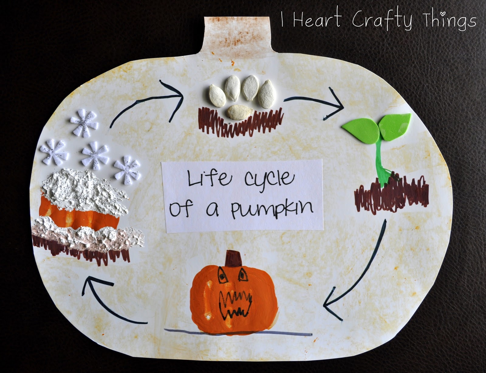 Pumpkin Life Cycle Activity Pumpkin Life Cycle Activity