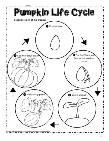 Pumpkin Life Cycle Worksheets