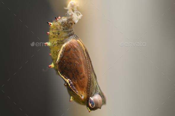 Pupa Stage In The Life Cycle Of A Butterfly Stock Photo By Nsamenvato Pupa Stage In The Life Cycle Of A Butterfly Stock Photo By Nsamenvato