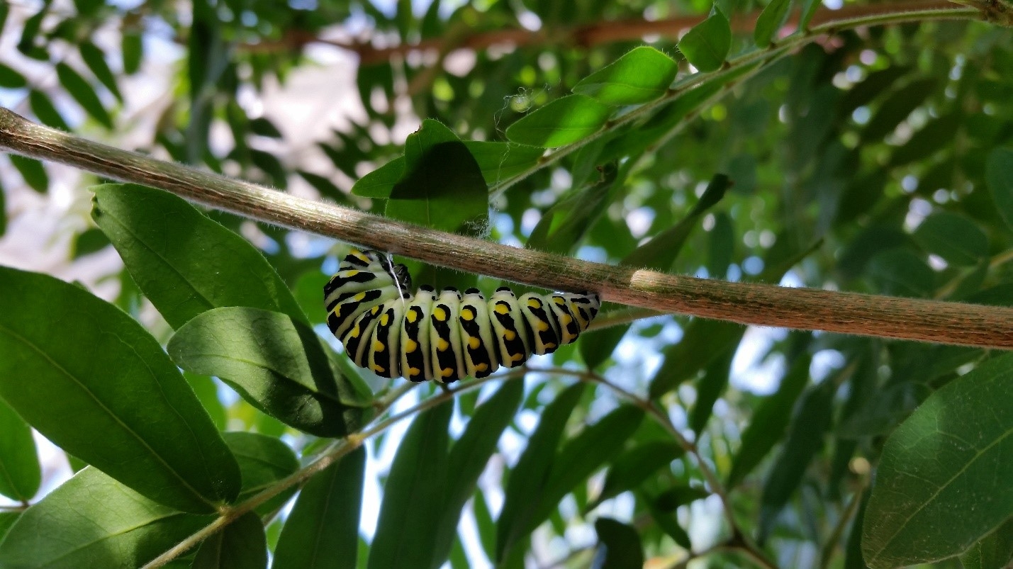 Raising Eastern Black Swallowtails Lewis Ginter Botanical Garden Raising Eastern Black Swallowtails Lewis Ginter Botanical Garden