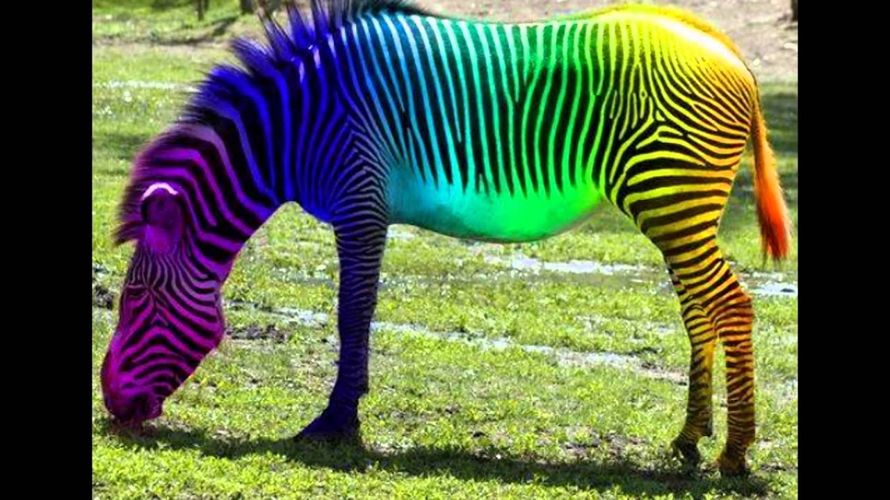 Rare Colored Animals Rare Colored Animals