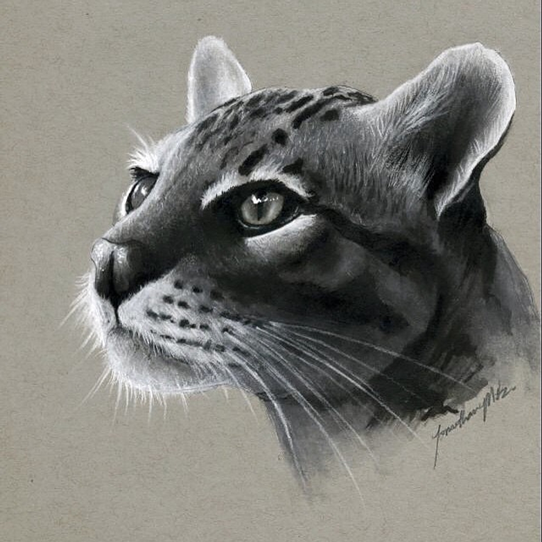 Realistic Animal Pencil Drawings Realistic Animal Pencil Drawings