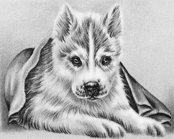 Realistic Dog Coloring Pages Realistic Dog Coloring Pages