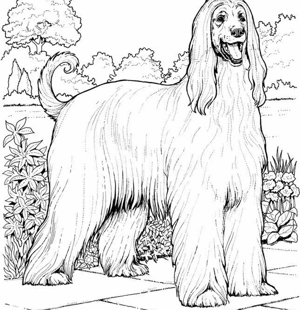 Realistic Dog Coloring Pages Coloring Home