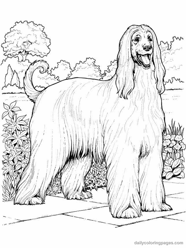 Realistic Dog Coloring Pages Coloring Home Realistic Dog Coloring Pages Coloring Home