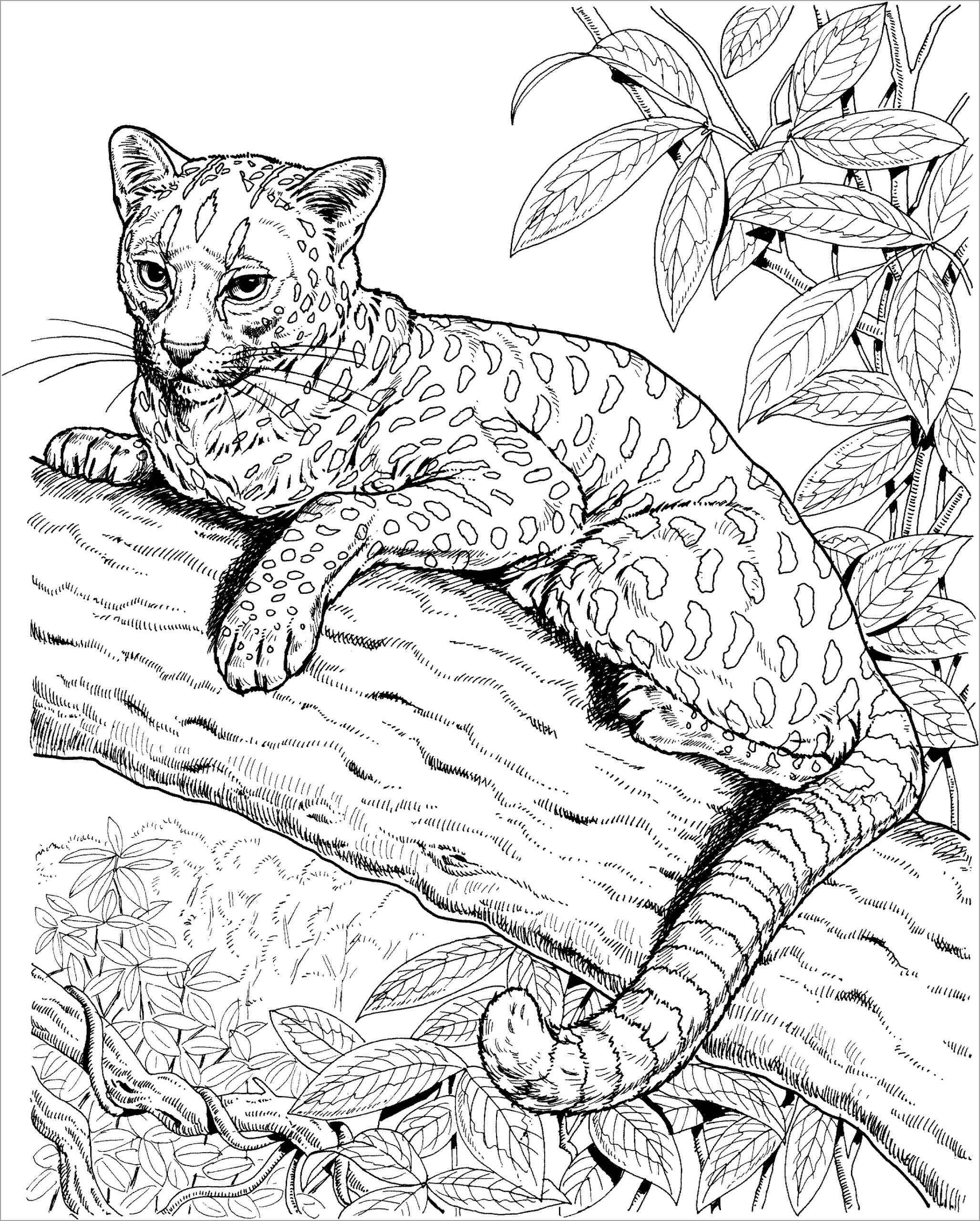 Realistic Jaguar Coloring Pages For Adults ColoringBay Realistic Jaguar Coloring Pages For Adults ColoringBay