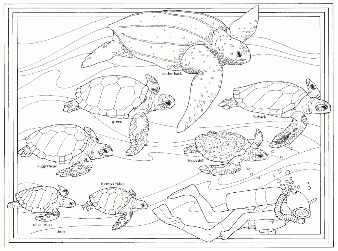 Realistic Sea Turtle Coloring Page Coloring Pages Realistic Sea Turtle Coloring Page Coloring Pages