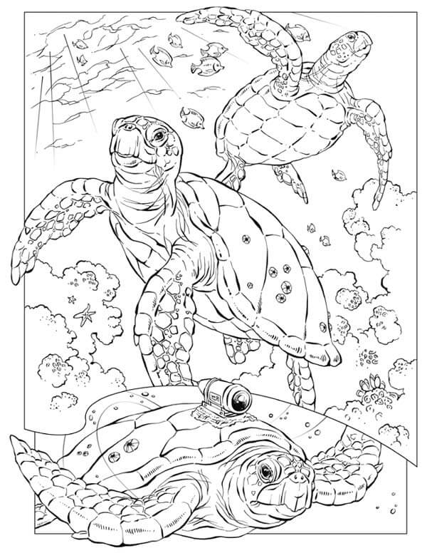 Realistic Sea Turtle Coloring Page Realistic Sea Turtle Coloring Page Realistic Sea Turtle Coloring Page Realistic Sea Turtle Coloring Page
