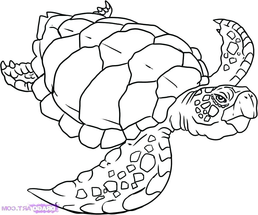realistic turtle coloring pages realistic turtle coloring pages