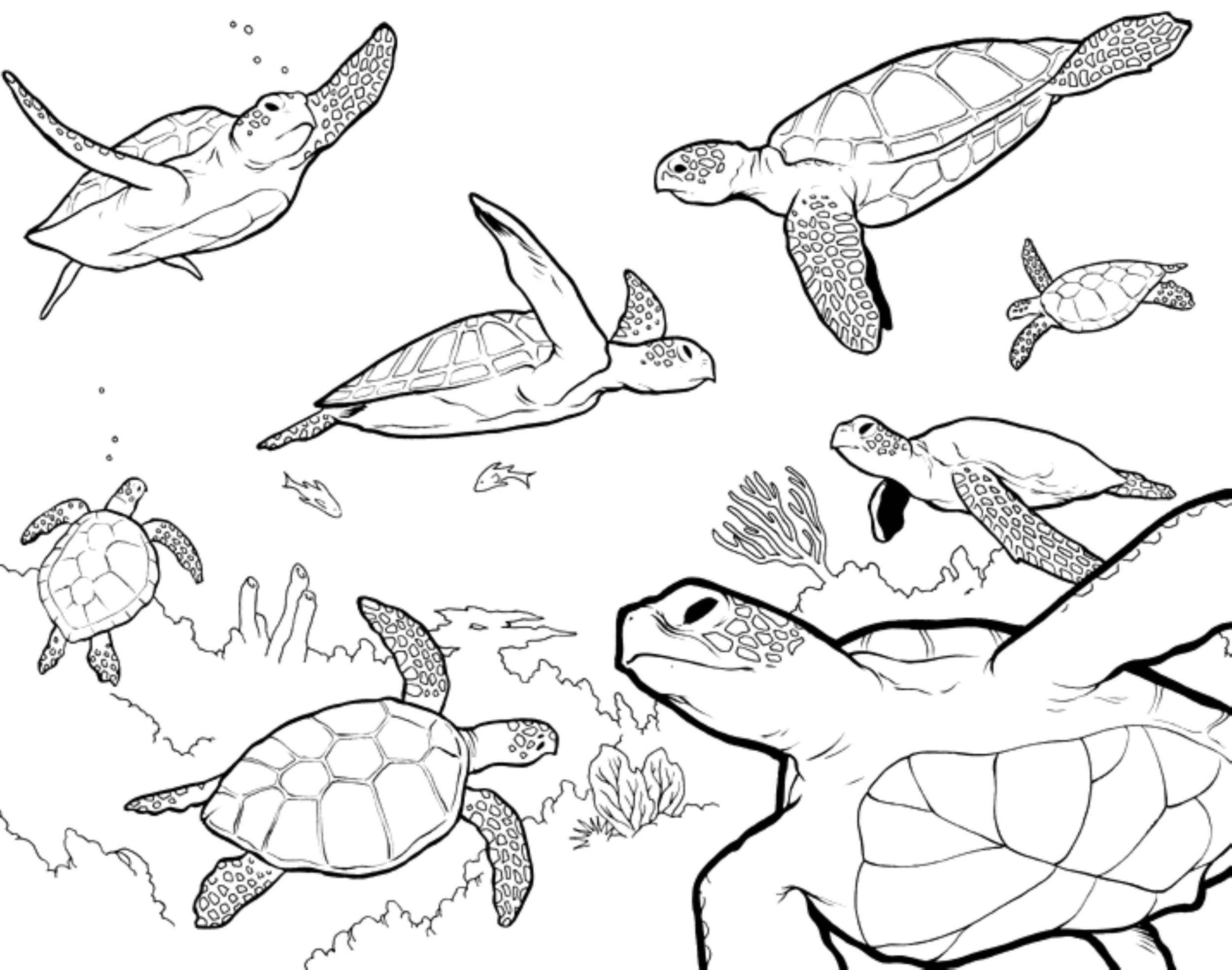 Realistic Turtle Coloring Pages At GetColorings Free Printable Realistic Turtle Coloring Pages At GetColorings Free Printable