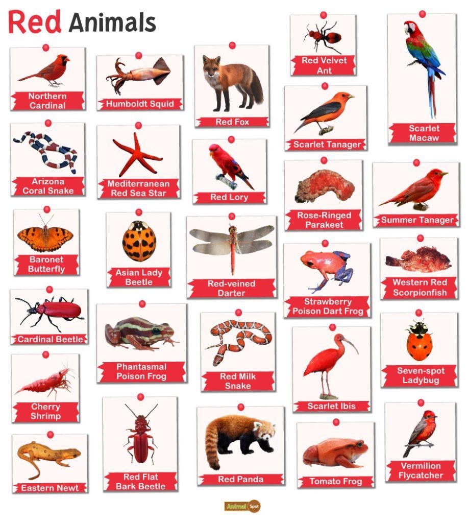 Red Animals Facts List Pictures And More Red Animals Facts List Pictures And More